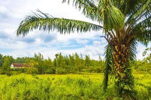 bellissimo naturale paesaggio e tropicale foresta Phuket isola Tailandia. foto