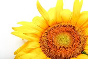 girasole fiore su un' bianca sfondo, superiore Visualizza. isolato. foto