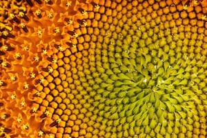 girasole avvicinamento nel il modulo di modelli e a schermo intero textures come il sfondo. foto