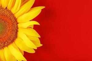 giallo girasole fiore su un' rosso sfondo superiore Visualizza. foto