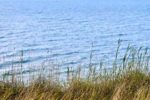 asciutto erba, canne, gambi soffiaggio nel vento, orizzontale, sfocato mare sfondo, autunno asciutto erba foto