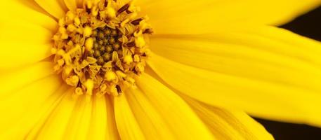 topinambur giallo fiore macro foto di Gerusalemme carciofo petali, pistillo e stame