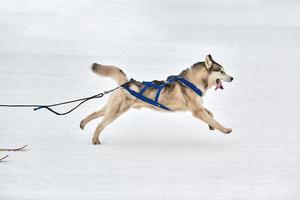 corsa sportiva per cani da skijoring foto