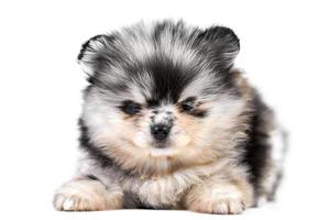 cucciolo di spitz di Pomerania isolato foto