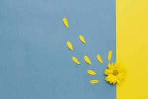 piccolo giallo fiore con volante petali su un' pastello sfondo foto