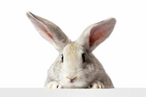 un' grigio peloso coniglio sembra a il cartello. isolato su un' bianca sfondo. Pasqua coniglietto . il lepre sembra a il cartello. foto