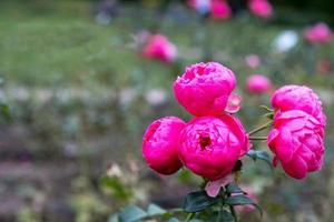 bellissimo rosa fiori su un' rosa ramo nel un' giardino o parco. foto