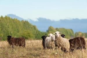 pecora e agnello su verde erba.. foto