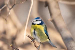 un' blu tetta cianisti caeruleus appollaiato.. foto