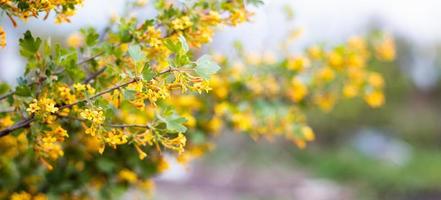 fioritura cespugli nel primavera panoramico Visualizza. posto sotto il tuo unico testo. foto