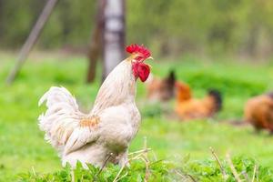 un' Gallo e un' free-range pollo su il erba nel il campagna. foto