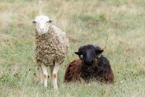 pecora e agnello su verde erba. foto