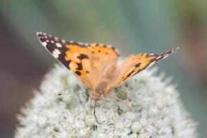 farfalla su fiorire fiore nel verde natura foto