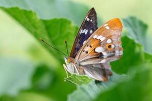 farfalla su fiorire fiore nel verde natura foto