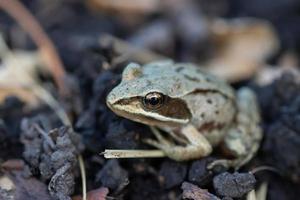 un' adulto Comune europeo rospo, bufo bufo seduta su il terra nel il giardino foto