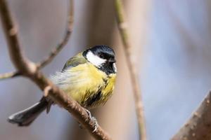 grande tetta vicino su parus maggiore foto