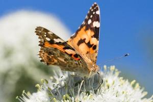 farfalla su fiorire fiore nel verde natura. foto