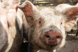 maiale agricoltura raccolta e allevamento di domestico maiali foto