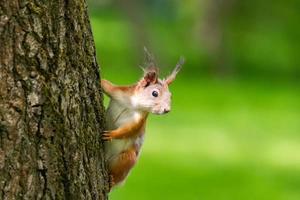 curioso rosso scoiattolo sbirciando dietro a il albero tronco foto