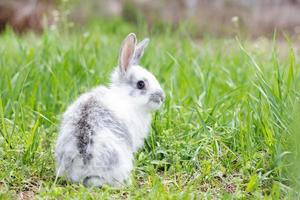 bianca soffice coniglio su verde erba. Pasqua coniglietto. poco bellissimo lepre su un' verde prato foto