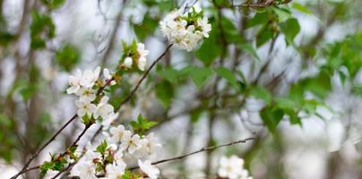 panorama di fioritura alberi nel il primavera stagione. bianca fiori su albero rami con copia spazio. foto