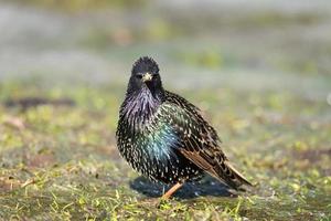 europeo storno sturnus volgare a piedi su il erba foto