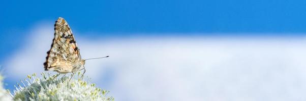 farfalla su fiorire fiore nel verde natura foto