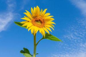 bellissimo paesaggio con girasole campo al di sopra di blu cielo. natura concetto. foto