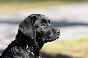 labrador cane da riporto cucciolo nel erba foto