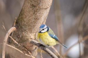 un' blu tetta cianisti caeruleus appollaiato. foto