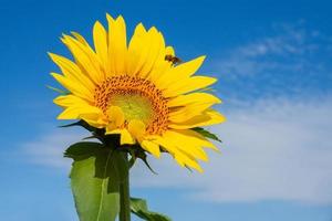 bellissimo paesaggio con girasole campo al di sopra di blu cielo. natura concetto.. foto