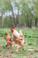 un' Gallo e un' free-range pollo su il erba nel il campagna. foto