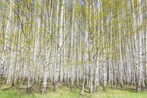 bellissimo Maggio panoramico paesaggio con betulla boschetto. betulla foresta. betulla boschetto. bianca betulla tronchi. foto