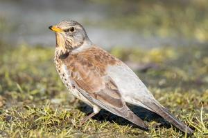 uccello delle nevi su il verde primavera erba turdus pilare foto