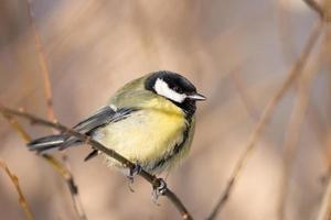 grande tetta vicino su parus maggiore foto