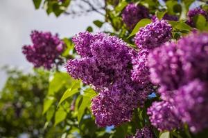 bellissimo e fragrante lilla nel il giardino. avvicinamento con un' copia di il spazio, utilizzando il naturale paesaggio come il sfondo. naturale sfondo. selettivo messa a fuoco. foto