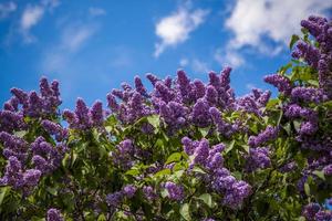 bellissimo e fragrante lilla nel il giardino. avvicinamento con un' copia di il spazio, utilizzando il naturale paesaggio come il sfondo. naturale sfondo. selettivo messa a fuoco. foto