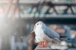 gabbiani nel il porto marittimo, animale temi foto