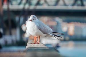 gabbiani nel il porto marittimo, animale temi foto