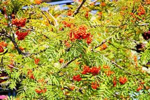 verde le foglie di un' albero con frutti di bosco, Rowan frutta, estate albero. naturale tratta. il raggi di il sole autunno su il verde, scolpito, non uniforme le foglie. bellissimo montagna cenere nel il pomeriggio foto