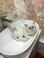 bianca soffice gatto si siede nel un' bianca marmo Lavello nel un ovale vasca. Il prossimo per esso è un' rosa doccia tenda con un' geometrico modello. il gatto è in attesa per acqua, vuole per bevanda e nuotare nel il Lavello foto