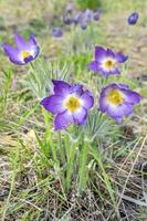 primo primavera blu bucaneve fiori foto