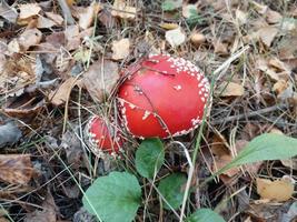 foresta funghi è cresciuto nel autunno foto