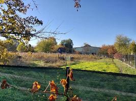 mattina verde giardino nel il villaggio foto