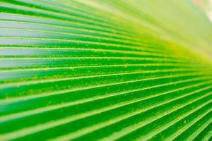 astratto retroilluminato verde palma foglia dettaglio sfondo. foto