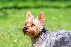 femmina yorkshire terrier cane. foto