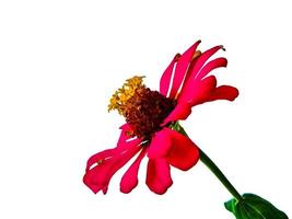 zinnia elegans profusione rosso bellissimo isolato bianca foto