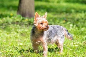 femmina yorkshire terrier cane. foto