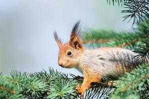 il scoiattolo con Noce si siede su un' rami nel il primavera o estate. ritratto di il scoiattolo avvicinamento. eurasiatico rosso scoiattolo, sciurus volgare.. foto