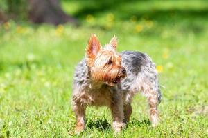 femmina yorkshire terrier cane. foto